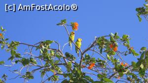 [P23] Jucausii zonei » foto by mihai-
 - 
<span class="allrVoted glyphicon glyphicon-heart hidden" id="av716796"></span>
<a class="m-l-10 hidden" id="sv716796" onclick="voting_Foto_DelVot(,716796,19977)" role="button">șterge vot <span class="glyphicon glyphicon-remove"></span></a>
<a id="v9716796" class=" c-red"  onclick="voting_Foto_SetVot(716796)" role="button"><span class="glyphicon glyphicon-heart-empty"></span> <b>LIKE</b> = Votează poza</a> <img class="hidden"  id="f716796W9" src="/imagini/loader.gif" border="0" /><span class="AjErrMes hidden" id="e716796ErM"></span>