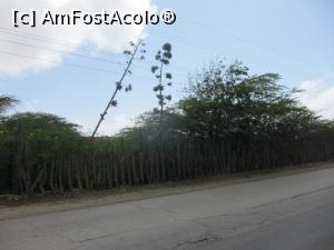 [P10] CACTUS-Gard eco... cu material local » foto by mihai-
 - 
<span class="allrVoted glyphicon glyphicon-heart hidden" id="av716663"></span>
<a class="m-l-10 hidden" id="sv716663" onclick="voting_Foto_DelVot(,716663,19979)" role="button">șterge vot <span class="glyphicon glyphicon-remove"></span></a>
<a id="v9716663" class=" c-red"  onclick="voting_Foto_SetVot(716663)" role="button"><span class="glyphicon glyphicon-heart-empty"></span> <b>LIKE</b> = Votează poza</a> <img class="hidden"  id="f716663W9" src="/imagini/loader.gif" border="0" /><span class="AjErrMes hidden" id="e716663ErM"></span>