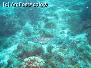 [P19] Baracuda » foto by mihai-
 - 
<span class="allrVoted glyphicon glyphicon-heart hidden" id="av716673"></span>
<a class="m-l-10 hidden" id="sv716673" onclick="voting_Foto_DelVot(,716673,19979)" role="button">șterge vot <span class="glyphicon glyphicon-remove"></span></a>
<a id="v9716673" class=" c-red"  onclick="voting_Foto_SetVot(716673)" role="button"><span class="glyphicon glyphicon-heart-empty"></span> <b>LIKE</b> = Votează poza</a> <img class="hidden"  id="f716673W9" src="/imagini/loader.gif" border="0" /><span class="AjErrMes hidden" id="e716673ErM"></span>