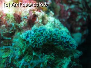 [P21] Nudibranch » foto by mihai-
 - 
<span class="allrVoted glyphicon glyphicon-heart hidden" id="av716676"></span>
<a class="m-l-10 hidden" id="sv716676" onclick="voting_Foto_DelVot(,716676,19979)" role="button">șterge vot <span class="glyphicon glyphicon-remove"></span></a>
<a id="v9716676" class=" c-red"  onclick="voting_Foto_SetVot(716676)" role="button"><span class="glyphicon glyphicon-heart-empty"></span> <b>LIKE</b> = Votează poza</a> <img class="hidden"  id="f716676W9" src="/imagini/loader.gif" border="0" /><span class="AjErrMes hidden" id="e716676ErM"></span>