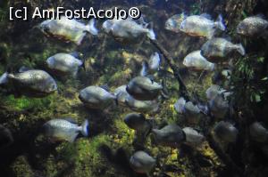 [P24] piranha » foto by danup
 - 
<span class="allrVoted glyphicon glyphicon-heart hidden" id="av718243"></span>
<a class="m-l-10 hidden" id="sv718243" onclick="voting_Foto_DelVot(,718243,20005)" role="button">șterge vot <span class="glyphicon glyphicon-remove"></span></a>
<a id="v9718243" class=" c-red"  onclick="voting_Foto_SetVot(718243)" role="button"><span class="glyphicon glyphicon-heart-empty"></span> <b>LIKE</b> = Votează poza</a> <img class="hidden"  id="f718243W9" src="/imagini/loader.gif" border="0" /><span class="AjErrMes hidden" id="e718243ErM"></span>