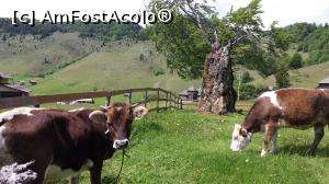 [P11] La pascut.  » foto by gado
 - 
<span class="allrVoted glyphicon glyphicon-heart hidden" id="av969846"></span>
<a class="m-l-10 hidden" id="sv969846" onclick="voting_Foto_DelVot(,969846,20025)" role="button">șterge vot <span class="glyphicon glyphicon-remove"></span></a>
<a id="v9969846" class=" c-red"  onclick="voting_Foto_SetVot(969846)" role="button"><span class="glyphicon glyphicon-heart-empty"></span> <b>LIKE</b> = Votează poza</a> <img class="hidden"  id="f969846W9" src="/imagini/loader.gif" border="0" /><span class="AjErrMes hidden" id="e969846ErM"></span>