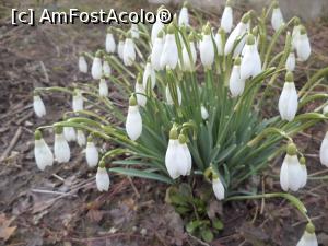 [P30] Si un buchet original de ghiocei pentru voi, chiar din gradina mea. O primavara frumoasa!  » foto by mogly
 - 
<span class="allrVoted glyphicon glyphicon-heart hidden" id="av719826"></span>
<a class="m-l-10 hidden" id="sv719826" onclick="voting_Foto_DelVot(,719826,20037)" role="button">șterge vot <span class="glyphicon glyphicon-remove"></span></a>
<a id="v9719826" class=" c-red"  onclick="voting_Foto_SetVot(719826)" role="button"><span class="glyphicon glyphicon-heart-empty"></span> <b>LIKE</b> = Votează poza</a> <img class="hidden"  id="f719826W9" src="/imagini/loader.gif" border="0" /><span class="AjErrMes hidden" id="e719826ErM"></span>