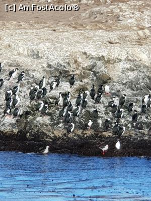 [P05] o mare colonie de cormorani » foto by robert
 - 
<span class="allrVoted glyphicon glyphicon-heart hidden" id="av1030857"></span>
<a class="m-l-10 hidden" id="sv1030857" onclick="voting_Foto_DelVot(,1030857,20071)" role="button">șterge vot <span class="glyphicon glyphicon-remove"></span></a>
<a id="v91030857" class=" c-red"  onclick="voting_Foto_SetVot(1030857)" role="button"><span class="glyphicon glyphicon-heart-empty"></span> <b>LIKE</b> = Votează poza</a> <img class="hidden"  id="f1030857W9" src="/imagini/loader.gif" border="0" /><span class="AjErrMes hidden" id="e1030857ErM"></span>