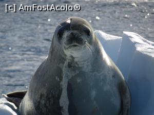 [P10] Foca in plin proces de naparlire » foto by Amariei Bogdan
 - 
<span class="allrVoted glyphicon glyphicon-heart hidden" id="av722527"></span>
<a class="m-l-10 hidden" id="sv722527" onclick="voting_Foto_DelVot(,722527,20071)" role="button">șterge vot <span class="glyphicon glyphicon-remove"></span></a>
<a id="v9722527" class=" c-red"  onclick="voting_Foto_SetVot(722527)" role="button"><span class="glyphicon glyphicon-heart-empty"></span> <b>LIKE</b> = Votează poza</a> <img class="hidden"  id="f722527W9" src="/imagini/loader.gif" border="0" /><span class="AjErrMes hidden" id="e722527ErM"></span>