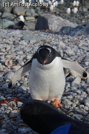 [P12] Pinguin Gentoo curios » foto by Amariei Bogdan
 - 
<span class="allrVoted glyphicon glyphicon-heart hidden" id="av722529"></span>
<a class="m-l-10 hidden" id="sv722529" onclick="voting_Foto_DelVot(,722529,20071)" role="button">șterge vot <span class="glyphicon glyphicon-remove"></span></a>
<a id="v9722529" class=" c-red"  onclick="voting_Foto_SetVot(722529)" role="button"><span class="glyphicon glyphicon-heart-empty"></span> <b>LIKE</b> = Votează poza</a> <img class="hidden"  id="f722529W9" src="/imagini/loader.gif" border="0" /><span class="AjErrMes hidden" id="e722529ErM"></span>
