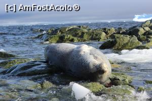 [P14] Foca puturoasa care sta la soare » foto by Amariei Bogdan
 - 
<span class="allrVoted glyphicon glyphicon-heart hidden" id="av722531"></span>
<a class="m-l-10 hidden" id="sv722531" onclick="voting_Foto_DelVot(,722531,20071)" role="button">șterge vot <span class="glyphicon glyphicon-remove"></span></a>
<a id="v9722531" class=" c-red"  onclick="voting_Foto_SetVot(722531)" role="button"><span class="glyphicon glyphicon-heart-empty"></span> <b>LIKE</b> = Votează poza</a> <img class="hidden"  id="f722531W9" src="/imagini/loader.gif" border="0" /><span class="AjErrMes hidden" id="e722531ErM"></span>