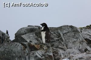[P20] Pinguin Adelaide » foto by Amariei Bogdan
 - 
<span class="allrVoted glyphicon glyphicon-heart hidden" id="av722537"></span>
<a class="m-l-10 hidden" id="sv722537" onclick="voting_Foto_DelVot(,722537,20071)" role="button">șterge vot <span class="glyphicon glyphicon-remove"></span></a>
<a id="v9722537" class=" c-red"  onclick="voting_Foto_SetVot(722537)" role="button"><span class="glyphicon glyphicon-heart-empty"></span> <b>LIKE</b> = Votează poza</a> <img class="hidden"  id="f722537W9" src="/imagini/loader.gif" border="0" /><span class="AjErrMes hidden" id="e722537ErM"></span>