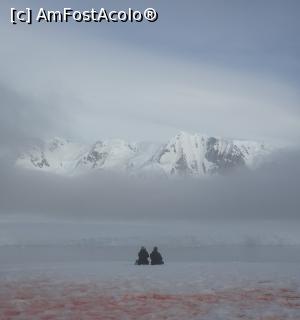 [P05] Cuplu in Antarctica » foto by Amariei Bogdan
 - 
<span class="allrVoted glyphicon glyphicon-heart hidden" id="av722522"></span>
<a class="m-l-10 hidden" id="sv722522" onclick="voting_Foto_DelVot(,722522,20071)" role="button">șterge vot <span class="glyphicon glyphicon-remove"></span></a>
<a id="v9722522" class=" c-red"  onclick="voting_Foto_SetVot(722522)" role="button"><span class="glyphicon glyphicon-heart-empty"></span> <b>LIKE</b> = Votează poza</a> <img class="hidden"  id="f722522W9" src="/imagini/loader.gif" border="0" /><span class="AjErrMes hidden" id="e722522ErM"></span>