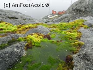 [P07] Si ceva verde pentru ca era sfarsitul verii in Antarctica » foto by Amariei Bogdan
 - 
<span class="allrVoted glyphicon glyphicon-heart hidden" id="av722524"></span>
<a class="m-l-10 hidden" id="sv722524" onclick="voting_Foto_DelVot(,722524,20071)" role="button">șterge vot <span class="glyphicon glyphicon-remove"></span></a>
<a id="v9722524" class=" c-red"  onclick="voting_Foto_SetVot(722524)" role="button"><span class="glyphicon glyphicon-heart-empty"></span> <b>LIKE</b> = Votează poza</a> <img class="hidden"  id="f722524W9" src="/imagini/loader.gif" border="0" /><span class="AjErrMes hidden" id="e722524ErM"></span>