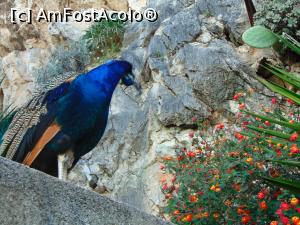 [P11] La gradina zoologica-niste specii superbe » foto by GabrielaG
 - 
<span class="allrVoted glyphicon glyphicon-heart hidden" id="av725313"></span>
<a class="m-l-10 hidden" id="sv725313" onclick="voting_Foto_DelVot(,725313,20107)" role="button">șterge vot <span class="glyphicon glyphicon-remove"></span></a>
<a id="v9725313" class=" c-red"  onclick="voting_Foto_SetVot(725313)" role="button"><span class="glyphicon glyphicon-heart-empty"></span> <b>LIKE</b> = Votează poza</a> <img class="hidden"  id="f725313W9" src="/imagini/loader.gif" border="0" /><span class="AjErrMes hidden" id="e725313ErM"></span>