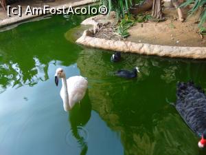 [P13] La gradina zoologica-niste specii superbe » foto by GabrielaG
 - 
<span class="allrVoted glyphicon glyphicon-heart hidden" id="av725315"></span>
<a class="m-l-10 hidden" id="sv725315" onclick="voting_Foto_DelVot(,725315,20107)" role="button">șterge vot <span class="glyphicon glyphicon-remove"></span></a>
<a id="v9725315" class=" c-red"  onclick="voting_Foto_SetVot(725315)" role="button"><span class="glyphicon glyphicon-heart-empty"></span> <b>LIKE</b> = Votează poza</a> <img class="hidden"  id="f725315W9" src="/imagini/loader.gif" border="0" /><span class="AjErrMes hidden" id="e725315ErM"></span>
