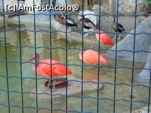 [P14] La gradina zoologica-niste specii superbe » foto by GabrielaG
 - 
<span class="allrVoted glyphicon glyphicon-heart hidden" id="av725316"></span>
<a class="m-l-10 hidden" id="sv725316" onclick="voting_Foto_DelVot(,725316,20107)" role="button">șterge vot <span class="glyphicon glyphicon-remove"></span></a>
<a id="v9725316" class=" c-red"  onclick="voting_Foto_SetVot(725316)" role="button"><span class="glyphicon glyphicon-heart-empty"></span> <b>LIKE</b> = Votează poza</a> <img class="hidden"  id="f725316W9" src="/imagini/loader.gif" border="0" /><span class="AjErrMes hidden" id="e725316ErM"></span>