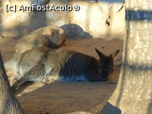 [P18] la gradina zoologica » foto by GabrielaG
 - 
<span class="allrVoted glyphicon glyphicon-heart hidden" id="av725320"></span>
<a class="m-l-10 hidden" id="sv725320" onclick="voting_Foto_DelVot(,725320,20107)" role="button">șterge vot <span class="glyphicon glyphicon-remove"></span></a>
<a id="v9725320" class=" c-red"  onclick="voting_Foto_SetVot(725320)" role="button"><span class="glyphicon glyphicon-heart-empty"></span> <b>LIKE</b> = Votează poza</a> <img class="hidden"  id="f725320W9" src="/imagini/loader.gif" border="0" /><span class="AjErrMes hidden" id="e725320ErM"></span>