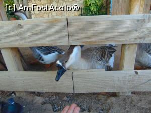 [P19] la gradina zoologica » foto by GabrielaG
 - 
<span class="allrVoted glyphicon glyphicon-heart hidden" id="av725321"></span>
<a class="m-l-10 hidden" id="sv725321" onclick="voting_Foto_DelVot(,725321,20107)" role="button">șterge vot <span class="glyphicon glyphicon-remove"></span></a>
<a id="v9725321" class=" c-red"  onclick="voting_Foto_SetVot(725321)" role="button"><span class="glyphicon glyphicon-heart-empty"></span> <b>LIKE</b> = Votează poza</a> <img class="hidden"  id="f725321W9" src="/imagini/loader.gif" border="0" /><span class="AjErrMes hidden" id="e725321ErM"></span>