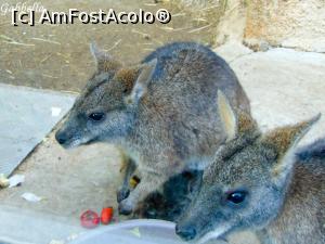 [P02] La gradina zoologica-niste specii superbe » foto by GabrielaG
 - 
<span class="allrVoted glyphicon glyphicon-heart hidden" id="av725304"></span>
<a class="m-l-10 hidden" id="sv725304" onclick="voting_Foto_DelVot(,725304,20107)" role="button">șterge vot <span class="glyphicon glyphicon-remove"></span></a>
<a id="v9725304" class=" c-red"  onclick="voting_Foto_SetVot(725304)" role="button"><span class="glyphicon glyphicon-heart-empty"></span> <b>LIKE</b> = Votează poza</a> <img class="hidden"  id="f725304W9" src="/imagini/loader.gif" border="0" /><span class="AjErrMes hidden" id="e725304ErM"></span>