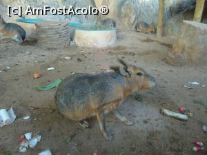 [P20] la gradina zoologica » foto by GabrielaG
 - 
<span class="allrVoted glyphicon glyphicon-heart hidden" id="av725323"></span>
<a class="m-l-10 hidden" id="sv725323" onclick="voting_Foto_DelVot(,725323,20107)" role="button">șterge vot <span class="glyphicon glyphicon-remove"></span></a>
<a id="v9725323" class=" c-red"  onclick="voting_Foto_SetVot(725323)" role="button"><span class="glyphicon glyphicon-heart-empty"></span> <b>LIKE</b> = Votează poza</a> <img class="hidden"  id="f725323W9" src="/imagini/loader.gif" border="0" /><span class="AjErrMes hidden" id="e725323ErM"></span>