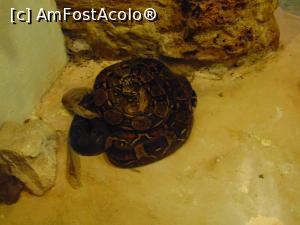 [P06] un sarpe care dormea si nu s-a lasat deranjat de noi » foto by GabrielaG
 - 
<span class="allrVoted glyphicon glyphicon-heart hidden" id="av725308"></span>
<a class="m-l-10 hidden" id="sv725308" onclick="voting_Foto_DelVot(,725308,20107)" role="button">șterge vot <span class="glyphicon glyphicon-remove"></span></a>
<a id="v9725308" class=" c-red"  onclick="voting_Foto_SetVot(725308)" role="button"><span class="glyphicon glyphicon-heart-empty"></span> <b>LIKE</b> = Votează poza</a> <img class="hidden"  id="f725308W9" src="/imagini/loader.gif" border="0" /><span class="AjErrMes hidden" id="e725308ErM"></span>