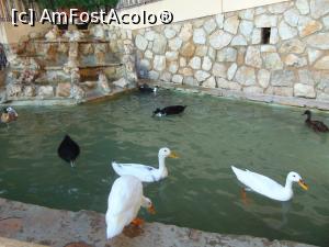 [P09] La gradina zoologica-niste specii superbe » foto by GabrielaG
 - 
<span class="allrVoted glyphicon glyphicon-heart hidden" id="av725311"></span>
<a class="m-l-10 hidden" id="sv725311" onclick="voting_Foto_DelVot(,725311,20107)" role="button">șterge vot <span class="glyphicon glyphicon-remove"></span></a>
<a id="v9725311" class=" c-red"  onclick="voting_Foto_SetVot(725311)" role="button"><span class="glyphicon glyphicon-heart-empty"></span> <b>LIKE</b> = Votează poza</a> <img class="hidden"  id="f725311W9" src="/imagini/loader.gif" border="0" /><span class="AjErrMes hidden" id="e725311ErM"></span>