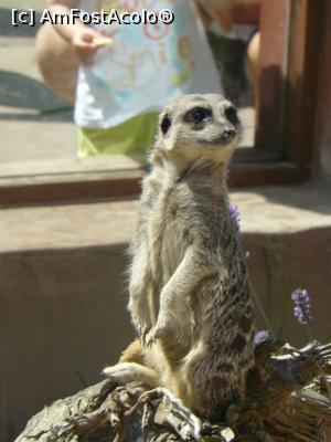 [P10] suricata » foto by Silvia30*
 - 
<span class="allrVoted glyphicon glyphicon-heart hidden" id="av728159"></span>
<a class="m-l-10 hidden" id="sv728159" onclick="voting_Foto_DelVot(,728159,20144)" role="button">șterge vot <span class="glyphicon glyphicon-remove"></span></a>
<a id="v9728159" class=" c-red"  onclick="voting_Foto_SetVot(728159)" role="button"><span class="glyphicon glyphicon-heart-empty"></span> <b>LIKE</b> = Votează poza</a> <img class="hidden"  id="f728159W9" src="/imagini/loader.gif" border="0" /><span class="AjErrMes hidden" id="e728159ErM"></span>