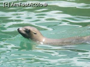 [P11] foca » foto by Silvia30*
 - 
<span class="allrVoted glyphicon glyphicon-heart hidden" id="av728160"></span>
<a class="m-l-10 hidden" id="sv728160" onclick="voting_Foto_DelVot(,728160,20144)" role="button">șterge vot <span class="glyphicon glyphicon-remove"></span></a>
<a id="v9728160" class=" c-red"  onclick="voting_Foto_SetVot(728160)" role="button"><span class="glyphicon glyphicon-heart-empty"></span> <b>LIKE</b> = Votează poza</a> <img class="hidden"  id="f728160W9" src="/imagini/loader.gif" border="0" /><span class="AjErrMes hidden" id="e728160ErM"></span>