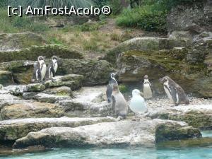 [P13] pinguini » foto by Silvia30*
 - 
<span class="allrVoted glyphicon glyphicon-heart hidden" id="av728162"></span>
<a class="m-l-10 hidden" id="sv728162" onclick="voting_Foto_DelVot(,728162,20144)" role="button">șterge vot <span class="glyphicon glyphicon-remove"></span></a>
<a id="v9728162" class=" c-red"  onclick="voting_Foto_SetVot(728162)" role="button"><span class="glyphicon glyphicon-heart-empty"></span> <b>LIKE</b> = Votează poza</a> <img class="hidden"  id="f728162W9" src="/imagini/loader.gif" border="0" /><span class="AjErrMes hidden" id="e728162ErM"></span>