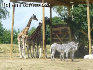 [P15] girafe si zebre » foto by Silvia30*
 - 
<span class="allrVoted glyphicon glyphicon-heart hidden" id="av728164"></span>
<a class="m-l-10 hidden" id="sv728164" onclick="voting_Foto_DelVot(,728164,20144)" role="button">șterge vot <span class="glyphicon glyphicon-remove"></span></a>
<a id="v9728164" class=" c-red"  onclick="voting_Foto_SetVot(728164)" role="button"><span class="glyphicon glyphicon-heart-empty"></span> <b>LIKE</b> = Votează poza</a> <img class="hidden"  id="f728164W9" src="/imagini/loader.gif" border="0" /><span class="AjErrMes hidden" id="e728164ErM"></span>