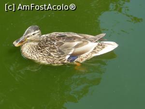 [P19] rata » foto by Silvia30*
 - 
<span class="allrVoted glyphicon glyphicon-heart hidden" id="av728168"></span>
<a class="m-l-10 hidden" id="sv728168" onclick="voting_Foto_DelVot(,728168,20144)" role="button">șterge vot <span class="glyphicon glyphicon-remove"></span></a>
<a id="v9728168" class=" c-red"  onclick="voting_Foto_SetVot(728168)" role="button"><span class="glyphicon glyphicon-heart-empty"></span> <b>LIKE</b> = Votează poza</a> <img class="hidden"  id="f728168W9" src="/imagini/loader.gif" border="0" /><span class="AjErrMes hidden" id="e728168ErM"></span>