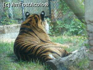 [P20] Tigru de Sumatra » foto by Silvia30*
 - 
<span class="allrVoted glyphicon glyphicon-heart hidden" id="av728169"></span>
<a class="m-l-10 hidden" id="sv728169" onclick="voting_Foto_DelVot(,728169,20144)" role="button">șterge vot <span class="glyphicon glyphicon-remove"></span></a>
<a id="v9728169" class=" c-red"  onclick="voting_Foto_SetVot(728169)" role="button"><span class="glyphicon glyphicon-heart-empty"></span> <b>LIKE</b> = Votează poza</a> <img class="hidden"  id="f728169W9" src="/imagini/loader.gif" border="0" /><span class="AjErrMes hidden" id="e728169ErM"></span>