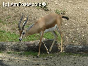[P22] Gazelă dorcas » foto by Silvia30*
 - 
<span class="allrVoted glyphicon glyphicon-heart hidden" id="av728171"></span>
<a class="m-l-10 hidden" id="sv728171" onclick="voting_Foto_DelVot(,728171,20144)" role="button">șterge vot <span class="glyphicon glyphicon-remove"></span></a>
<a id="v9728171" class=" c-red"  onclick="voting_Foto_SetVot(728171)" role="button"><span class="glyphicon glyphicon-heart-empty"></span> <b>LIKE</b> = Votează poza</a> <img class="hidden"  id="f728171W9" src="/imagini/loader.gif" border="0" /><span class="AjErrMes hidden" id="e728171ErM"></span>