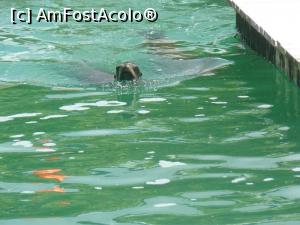 [P25] foca » foto by Silvia30*
 - 
<span class="allrVoted glyphicon glyphicon-heart hidden" id="av728174"></span>
<a class="m-l-10 hidden" id="sv728174" onclick="voting_Foto_DelVot(,728174,20144)" role="button">șterge vot <span class="glyphicon glyphicon-remove"></span></a>
<a id="v9728174" class=" c-red"  onclick="voting_Foto_SetVot(728174)" role="button"><span class="glyphicon glyphicon-heart-empty"></span> <b>LIKE</b> = Votează poza</a> <img class="hidden"  id="f728174W9" src="/imagini/loader.gif" border="0" /><span class="AjErrMes hidden" id="e728174ErM"></span>