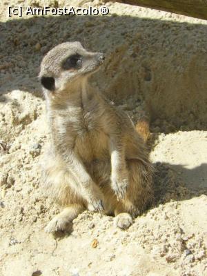 [P27] suricata » foto by Silvia30*
 - 
<span class="allrVoted glyphicon glyphicon-heart hidden" id="av728176"></span>
<a class="m-l-10 hidden" id="sv728176" onclick="voting_Foto_DelVot(,728176,20144)" role="button">șterge vot <span class="glyphicon glyphicon-remove"></span></a>
<a id="v9728176" class=" c-red"  onclick="voting_Foto_SetVot(728176)" role="button"><span class="glyphicon glyphicon-heart-empty"></span> <b>LIKE</b> = Votează poza</a> <img class="hidden"  id="f728176W9" src="/imagini/loader.gif" border="0" /><span class="AjErrMes hidden" id="e728176ErM"></span>