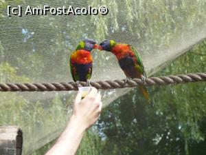 [P29] papagali » foto by Silvia30*
 - 
<span class="allrVoted glyphicon glyphicon-heart hidden" id="av728178"></span>
<a class="m-l-10 hidden" id="sv728178" onclick="voting_Foto_DelVot(,728178,20144)" role="button">șterge vot <span class="glyphicon glyphicon-remove"></span></a>
<a id="v9728178" class=" c-red"  onclick="voting_Foto_SetVot(728178)" role="button"><span class="glyphicon glyphicon-heart-empty"></span> <b>LIKE</b> = Votează poza</a> <img class="hidden"  id="f728178W9" src="/imagini/loader.gif" border="0" /><span class="AjErrMes hidden" id="e728178ErM"></span>