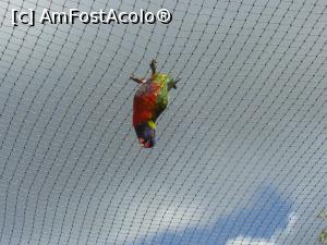 [P30] papagal curcubeu » foto by Silvia30*
 - 
<span class="allrVoted glyphicon glyphicon-heart hidden" id="av728179"></span>
<a class="m-l-10 hidden" id="sv728179" onclick="voting_Foto_DelVot(,728179,20144)" role="button">șterge vot <span class="glyphicon glyphicon-remove"></span></a>
<a id="v9728179" class=" c-red"  onclick="voting_Foto_SetVot(728179)" role="button"><span class="glyphicon glyphicon-heart-empty"></span> <b>LIKE</b> = Votează poza</a> <img class="hidden"  id="f728179W9" src="/imagini/loader.gif" border="0" /><span class="AjErrMes hidden" id="e728179ErM"></span>