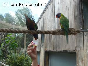 [P31] hranind papagalii » foto by Silvia30*
 - 
<span class="allrVoted glyphicon glyphicon-heart hidden" id="av728180"></span>
<a class="m-l-10 hidden" id="sv728180" onclick="voting_Foto_DelVot(,728180,20144)" role="button">șterge vot <span class="glyphicon glyphicon-remove"></span></a>
<a id="v9728180" class=" c-red"  onclick="voting_Foto_SetVot(728180)" role="button"><span class="glyphicon glyphicon-heart-empty"></span> <b>LIKE</b> = Votează poza</a> <img class="hidden"  id="f728180W9" src="/imagini/loader.gif" border="0" /><span class="AjErrMes hidden" id="e728180ErM"></span>