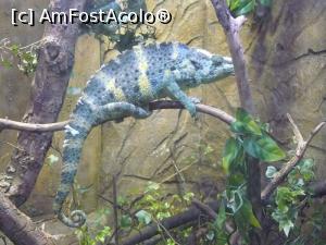 [P32] cameleon » foto by Silvia30*
 - 
<span class="allrVoted glyphicon glyphicon-heart hidden" id="av728181"></span>
<a class="m-l-10 hidden" id="sv728181" onclick="voting_Foto_DelVot(,728181,20144)" role="button">șterge vot <span class="glyphicon glyphicon-remove"></span></a>
<a id="v9728181" class=" c-red"  onclick="voting_Foto_SetVot(728181)" role="button"><span class="glyphicon glyphicon-heart-empty"></span> <b>LIKE</b> = Votează poza</a> <img class="hidden"  id="f728181W9" src="/imagini/loader.gif" border="0" /><span class="AjErrMes hidden" id="e728181ErM"></span>