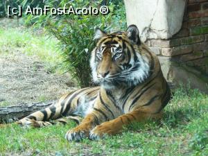 [P07] tigru gradina zoologica » foto by Silvia30*
 - 
<span class="allrVoted glyphicon glyphicon-heart hidden" id="av728156"></span>
<a class="m-l-10 hidden" id="sv728156" onclick="voting_Foto_DelVot(,728156,20144)" role="button">șterge vot <span class="glyphicon glyphicon-remove"></span></a>
<a id="v9728156" class=" c-red"  onclick="voting_Foto_SetVot(728156)" role="button"><span class="glyphicon glyphicon-heart-empty"></span> <b>LIKE</b> = Votează poza</a> <img class="hidden"  id="f728156W9" src="/imagini/loader.gif" border="0" /><span class="AjErrMes hidden" id="e728156ErM"></span>