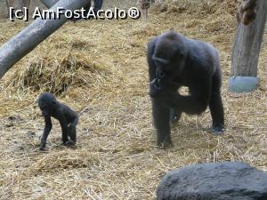 [P09] gorila si puiul » foto by Silvia30*
 - 
<span class="allrVoted glyphicon glyphicon-heart hidden" id="av728158"></span>
<a class="m-l-10 hidden" id="sv728158" onclick="voting_Foto_DelVot(,728158,20144)" role="button">șterge vot <span class="glyphicon glyphicon-remove"></span></a>
<a id="v9728158" class=" c-red"  onclick="voting_Foto_SetVot(728158)" role="button"><span class="glyphicon glyphicon-heart-empty"></span> <b>LIKE</b> = Votează poza</a> <img class="hidden"  id="f728158W9" src="/imagini/loader.gif" border="0" /><span class="AjErrMes hidden" id="e728158ErM"></span>