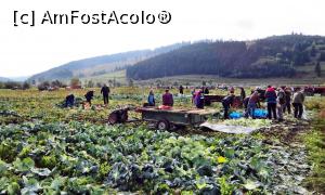 [P01] Locuitorii comunei Frumoasa recoltează în aceeaşi zi varza cultivată pe un teren de la marginea localităţii (1)  » foto by Lucien
 - 
<span class="allrVoted glyphicon glyphicon-heart hidden" id="av734885"></span>
<a class="m-l-10 hidden" id="sv734885" onclick="voting_Foto_DelVot(,734885,20160)" role="button">șterge vot <span class="glyphicon glyphicon-remove"></span></a>
<a id="v9734885" class=" c-red"  onclick="voting_Foto_SetVot(734885)" role="button"><span class="glyphicon glyphicon-heart-empty"></span> <b>LIKE</b> = Votează poza</a> <img class="hidden"  id="f734885W9" src="/imagini/loader.gif" border="0" /><span class="AjErrMes hidden" id="e734885ErM"></span>