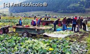 [P02] Locuitorii comunei Frumoasa recoltează în aceeaşi zi varza cultivată pe un teren de la marginea localităţii (2)  » foto by Lucien
 - 
<span class="allrVoted glyphicon glyphicon-heart hidden" id="av734887"></span>
<a class="m-l-10 hidden" id="sv734887" onclick="voting_Foto_DelVot(,734887,20160)" role="button">șterge vot <span class="glyphicon glyphicon-remove"></span></a>
<a id="v9734887" class=" c-red"  onclick="voting_Foto_SetVot(734887)" role="button"><span class="glyphicon glyphicon-heart-empty"></span> <b>LIKE</b> = Votează poza</a> <img class="hidden"  id="f734887W9" src="/imagini/loader.gif" border="0" /><span class="AjErrMes hidden" id="e734887ErM"></span>