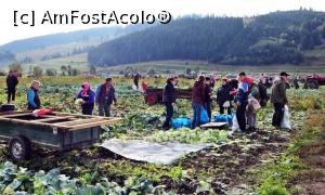 [P03] Locuitorii comunei Frumoasa recoltează în aceeaşi zi varza cultivată pe un teren de la marginea localităţii (3)  » foto by Lucien
 - 
<span class="allrVoted glyphicon glyphicon-heart hidden" id="av734888"></span>
<a class="m-l-10 hidden" id="sv734888" onclick="voting_Foto_DelVot(,734888,20160)" role="button">șterge vot <span class="glyphicon glyphicon-remove"></span></a>
<a id="v9734888" class=" c-red"  onclick="voting_Foto_SetVot(734888)" role="button"><span class="glyphicon glyphicon-heart-empty"></span> <b>LIKE</b> = Votează poza</a> <img class="hidden"  id="f734888W9" src="/imagini/loader.gif" border="0" /><span class="AjErrMes hidden" id="e734888ErM"></span>