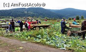[P05] Locuitorii comunei Frumoasa recoltează în aceeaşi zi varza cultivată pe un teren de la marginea localităţii (5)  » foto by Lucien
 - 
<span class="allrVoted glyphicon glyphicon-heart hidden" id="av734891"></span>
<a class="m-l-10 hidden" id="sv734891" onclick="voting_Foto_DelVot(,734891,20160)" role="button">șterge vot <span class="glyphicon glyphicon-remove"></span></a>
<a id="v9734891" class=" c-red"  onclick="voting_Foto_SetVot(734891)" role="button"><span class="glyphicon glyphicon-heart-empty"></span> <b>LIKE</b> = Votează poza</a> <img class="hidden"  id="f734891W9" src="/imagini/loader.gif" border="0" /><span class="AjErrMes hidden" id="e734891ErM"></span>