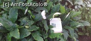 [P56] 31. Nu știu ce să zic de „Filodendron”. Poate pentru că acesta este de tipul „negru - auriu”. » foto by msnd
 - 
<span class="allrVoted glyphicon glyphicon-heart hidden" id="av1370376"></span>
<a class="m-l-10 hidden" id="sv1370376" onclick="voting_Foto_DelVot(,1370376,20161)" role="button">șterge vot <span class="glyphicon glyphicon-remove"></span></a>
<a id="v91370376" class=" c-red"  onclick="voting_Foto_SetVot(1370376)" role="button"><span class="glyphicon glyphicon-heart-empty"></span> <b>LIKE</b> = Votează poza</a> <img class="hidden"  id="f1370376W9" src="/imagini/loader.gif" border="0" /><span class="AjErrMes hidden" id="e1370376ErM"></span>