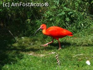 [P10] Ibis Rosu » foto by Silvia30*
 - 
<span class="allrVoted glyphicon glyphicon-heart hidden" id="av729531"></span>
<a class="m-l-10 hidden" id="sv729531" onclick="voting_Foto_DelVot(,729531,20161)" role="button">șterge vot <span class="glyphicon glyphicon-remove"></span></a>
<a id="v9729531" class=" c-red"  onclick="voting_Foto_SetVot(729531)" role="button"><span class="glyphicon glyphicon-heart-empty"></span> <b>LIKE</b> = Votează poza</a> <img class="hidden"  id="f729531W9" src="/imagini/loader.gif" border="0" /><span class="AjErrMes hidden" id="e729531ErM"></span>