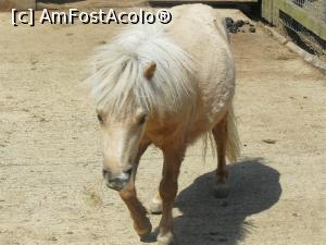 [P11] Ponei Shetland » foto by Silvia30*
 - 
<span class="allrVoted glyphicon glyphicon-heart hidden" id="av729532"></span>
<a class="m-l-10 hidden" id="sv729532" onclick="voting_Foto_DelVot(,729532,20161)" role="button">șterge vot <span class="glyphicon glyphicon-remove"></span></a>
<a id="v9729532" class=" c-red"  onclick="voting_Foto_SetVot(729532)" role="button"><span class="glyphicon glyphicon-heart-empty"></span> <b>LIKE</b> = Votează poza</a> <img class="hidden"  id="f729532W9" src="/imagini/loader.gif" border="0" /><span class="AjErrMes hidden" id="e729532ErM"></span>