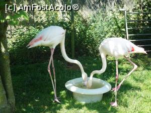 [P14] flamingo » foto by Silvia30*
 - 
<span class="allrVoted glyphicon glyphicon-heart hidden" id="av729536"></span>
<a class="m-l-10 hidden" id="sv729536" onclick="voting_Foto_DelVot(,729536,20161)" role="button">șterge vot <span class="glyphicon glyphicon-remove"></span></a>
<a id="v9729536" class=" c-red"  onclick="voting_Foto_SetVot(729536)" role="button"><span class="glyphicon glyphicon-heart-empty"></span> <b>LIKE</b> = Votează poza</a> <img class="hidden"  id="f729536W9" src="/imagini/loader.gif" border="0" /><span class="AjErrMes hidden" id="e729536ErM"></span>