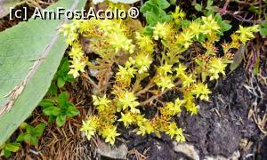 [P18] Bijuterii floricole la Piatra Singuratică » foto by Lucien
 - 
<span class="allrVoted glyphicon glyphicon-heart hidden" id="av780003"></span>
<a class="m-l-10 hidden" id="sv780003" onclick="voting_Foto_DelVot(,780003,20181)" role="button">șterge vot <span class="glyphicon glyphicon-remove"></span></a>
<a id="v9780003" class=" c-red"  onclick="voting_Foto_SetVot(780003)" role="button"><span class="glyphicon glyphicon-heart-empty"></span> <b>LIKE</b> = Votează poza</a> <img class="hidden"  id="f780003W9" src="/imagini/loader.gif" border="0" /><span class="AjErrMes hidden" id="e780003ErM"></span>