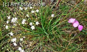 [P19] Garofiţe şi floricele albe la Piatra Singuratică » foto by Lucien
 - 
<span class="allrVoted glyphicon glyphicon-heart hidden" id="av780004"></span>
<a class="m-l-10 hidden" id="sv780004" onclick="voting_Foto_DelVot(,780004,20181)" role="button">șterge vot <span class="glyphicon glyphicon-remove"></span></a>
<a id="v9780004" class=" c-red"  onclick="voting_Foto_SetVot(780004)" role="button"><span class="glyphicon glyphicon-heart-empty"></span> <b>LIKE</b> = Votează poza</a> <img class="hidden"  id="f780004W9" src="/imagini/loader.gif" border="0" /><span class="AjErrMes hidden" id="e780004ErM"></span>
