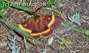 [P36] Bijuterie înaripată întâlnită pe cărarea spre Piatra Singuratică » foto by Lucien
 - 
<span class="allrVoted glyphicon glyphicon-heart hidden" id="av780025"></span>
<a class="m-l-10 hidden" id="sv780025" onclick="voting_Foto_DelVot(,780025,20181)" role="button">șterge vot <span class="glyphicon glyphicon-remove"></span></a>
<a id="v9780025" class=" c-red"  onclick="voting_Foto_SetVot(780025)" role="button"><span class="glyphicon glyphicon-heart-empty"></span> <b>LIKE</b> = Votează poza</a> <img class="hidden"  id="f780025W9" src="/imagini/loader.gif" border="0" /><span class="AjErrMes hidden" id="e780025ErM"></span>