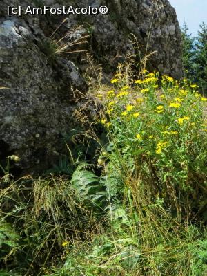 [P43] Peisaj floricol galben la piatra Singuratică » foto by Lucien
 - 
<span class="allrVoted glyphicon glyphicon-heart hidden" id="av780034"></span>
<a class="m-l-10 hidden" id="sv780034" onclick="voting_Foto_DelVot(,780034,20181)" role="button">șterge vot <span class="glyphicon glyphicon-remove"></span></a>
<a id="v9780034" class=" c-red"  onclick="voting_Foto_SetVot(780034)" role="button"><span class="glyphicon glyphicon-heart-empty"></span> <b>LIKE</b> = Votează poza</a> <img class="hidden"  id="f780034W9" src="/imagini/loader.gif" border="0" /><span class="AjErrMes hidden" id="e780034ErM"></span>